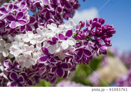 Close-Up of big lilac branch blooms on blurred background 91093761