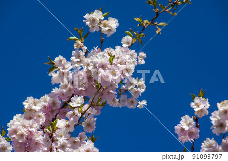 Close-up of sakura tree full in blooming pink flowers 91093797