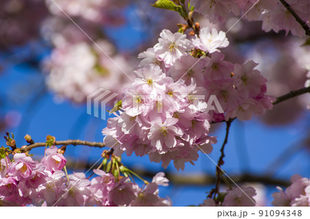 Close-up of sakura tree full in blooming pink flowers 91094348