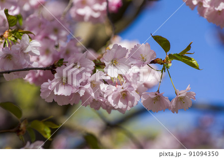 Close-up of sakura tree full in blooming pink flowers 91094350