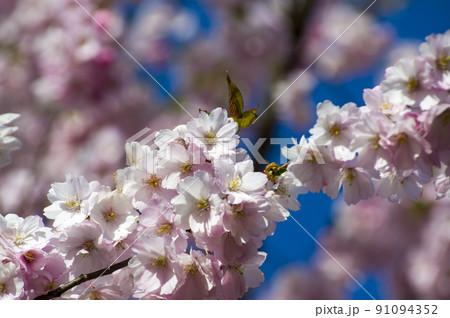 Close-up of sakura tree full in blooming pink flowers 91094352