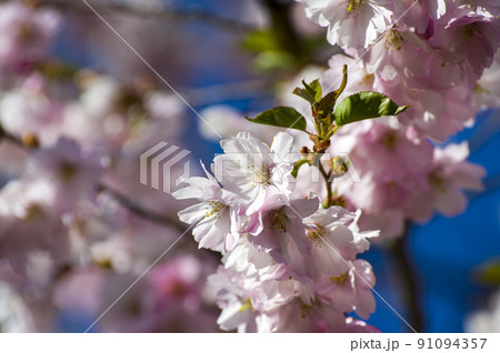 Close-up of sakura tree full in blooming pink flowers 91094357