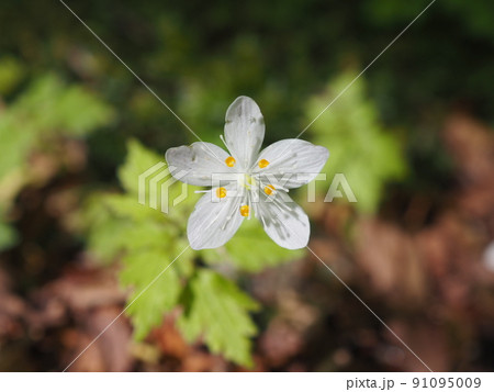 健気に咲く小さなお花 91095009