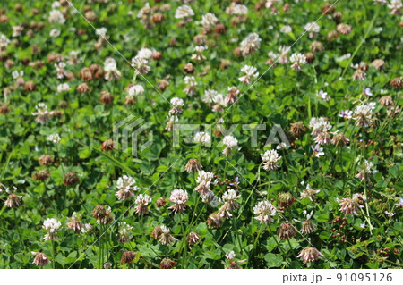 うつのみや文化の森 うつのみや文化の森 91095126