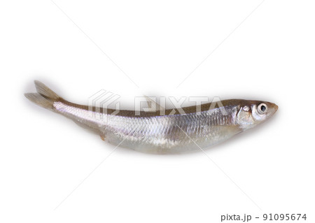 Smelt fish isolated on white 91095674