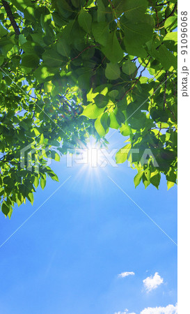 夏の青空と新緑と太陽の木漏れ日 91096068