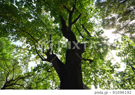 武蔵野公園　府中市 91096192
