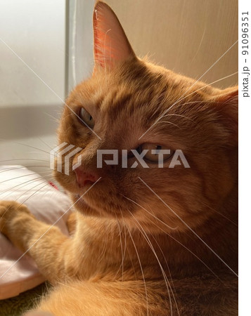 振り向くちゃとらの猫 振り向くちゃとらの猫 91096351