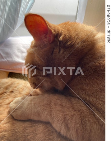 窓辺で毛繕い中のちゃとら柄の猫 窓辺で毛繕い中のちゃとら柄の猫 91096420
