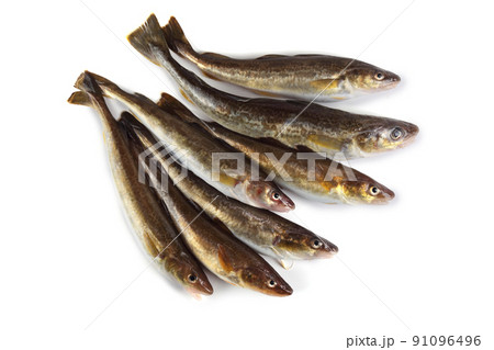 Saffron cod isolated on white Saffron cod isolated on white 91096496