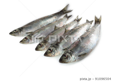 Pacific herring 91096504
