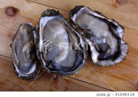 Oysters on table. Pacific oyster variety Oysters on table. Pacific oyster variety 91096518