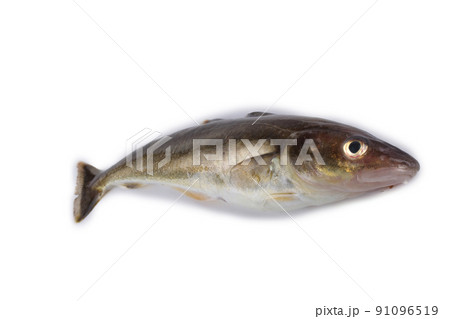Saffron cod is one of cod varieties Saffron cod is one of cod varieties 91096519