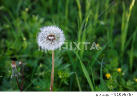 Fluffy white dandelion close-up Fluffy white dandelion close-up 91096767