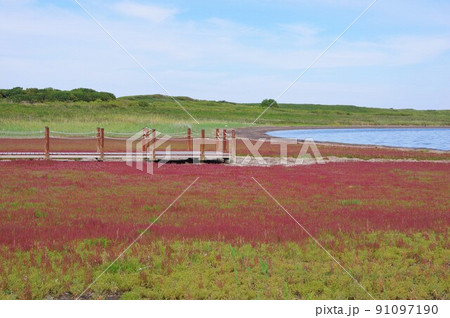 北海道北見市 ワッカ原生花園で紅葉するサンゴ草 北海道北見市 ワッカ原生花園で紅葉するサンゴ草 91097190