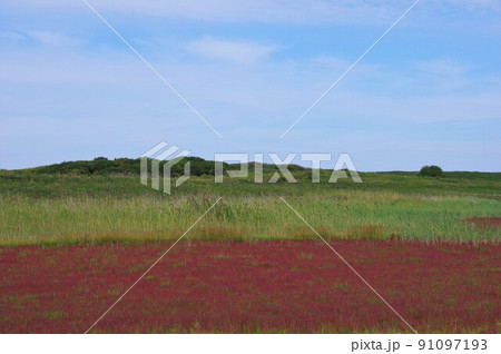 北海道北見市　ワッカ原生花園で紅葉するサンゴ草 91097193