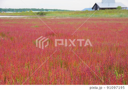 北海道北見市 ワッカ原生花園で紅葉するサンゴ草 北海道北見市 ワッカ原生花園で紅葉するサンゴ草 91097195
