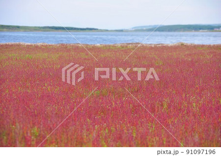 北海道北見市　ワッカ原生花園で紅葉するサンゴ草 91097196