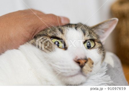 猫を撫でる　キジトラ猫 91097659