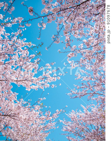 鶴岡八幡宮段葛の桜 91097678