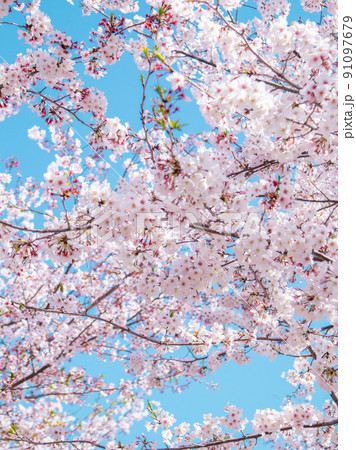 鶴岡八幡宮段葛の桜 91097679