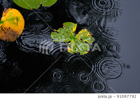 池のスイレンの葉と水面にできる雨の波紋 91097792