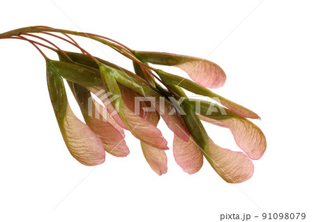 Ash-leaved maple (acer negundo) seeds. Box elder. Maple variety Ash-leaved maple (acer negundo) seeds. Box elder. Maple variety 91098079