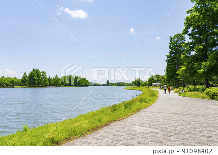 新緑の都立水元公園 新緑の都立水元公園 91098402