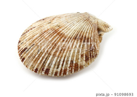 Scallop 91098693