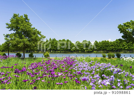 水元公園 菖蒲園 91098861