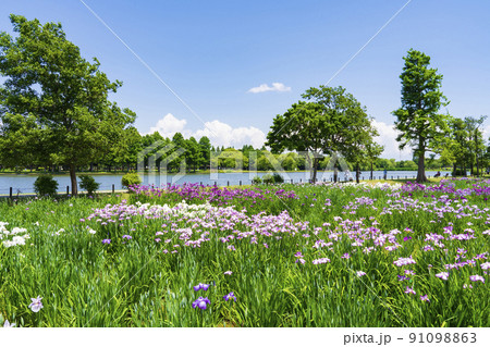 水元公園 菖蒲園 水元公園 菖蒲園 91098863