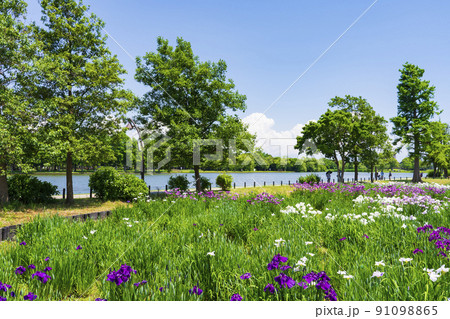 水元公園 菖蒲園 水元公園 菖蒲園 91098865