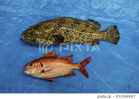 モチ米　もちごめ　米　茶碗　しゃもじ　穀物　男性　ボディパーツ 91098897