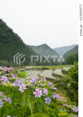 雨降る梅雨の時期にアジサイの花咲く棚田の風景 91099077