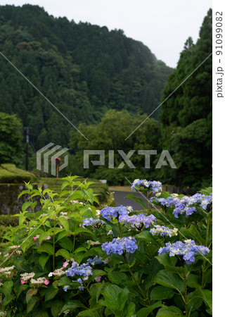 雨降る梅雨の時期にアジサイの花咲く棚田の風景 雨降る梅雨の時期にアジサイの花咲く棚田の風景 91099082