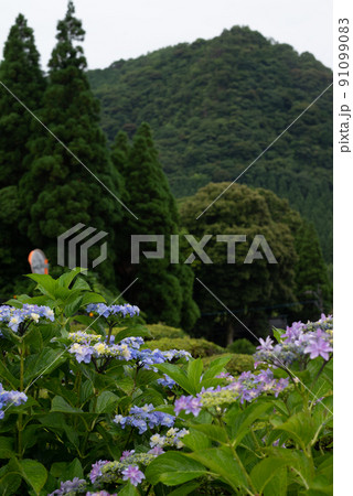 雨降る梅雨の時期にアジサイの花咲く棚田の風景 雨降る梅雨の時期にアジサイの花咲く棚田の風景 91099083