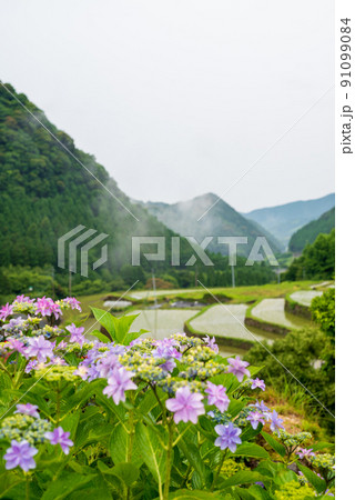 雨降る梅雨の時期にアジサイの花咲く棚田の風景 雨降る梅雨の時期にアジサイの花咲く棚田の風景 91099084