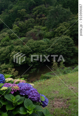 雨降る梅雨の時期にアジサイの花咲く棚田の風景 雨降る梅雨の時期にアジサイの花咲く棚田の風景 91099087
