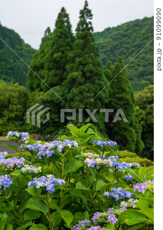 雨降る梅雨の時期にアジサイの花咲く棚田の風景 雨降る梅雨の時期にアジサイの花咲く棚田の風景 91099090