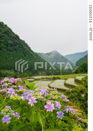 雨降る梅雨の時期にアジサイの花咲く棚田の風景 91099092