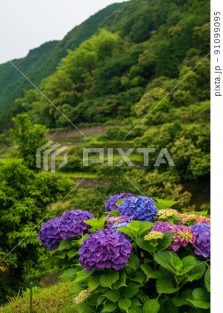 雨降る梅雨の時期にアジサイの花咲く棚田の風景 雨降る梅雨の時期にアジサイの花咲く棚田の風景 91099095