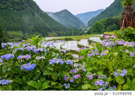 雨降る梅雨の時期にアジサイの花咲く棚田の風景 雨降る梅雨の時期にアジサイの花咲く棚田の風景 91099098