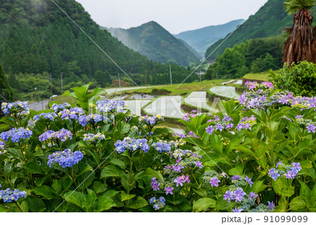 雨降る梅雨の時期にアジサイの花咲く棚田の風景 雨降る梅雨の時期にアジサイの花咲く棚田の風景 91099099