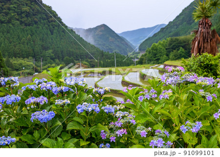 雨降る梅雨の時期にアジサイの花咲く棚田の風景 雨降る梅雨の時期にアジサイの花咲く棚田の風景 91099101