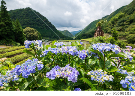 雨降る梅雨の時期にアジサイの花咲く棚田の風景 91099102
