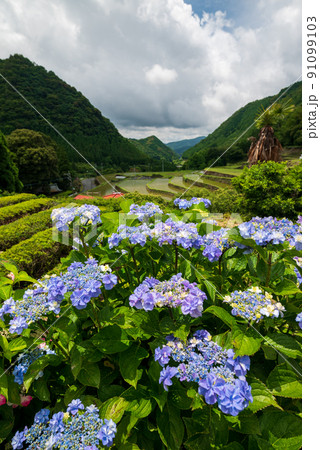 雨降る梅雨の時期にアジサイの花咲く棚田の風景 91099103