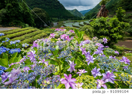 雨降る梅雨の時期にアジサイの花咲く棚田の風景 91099104