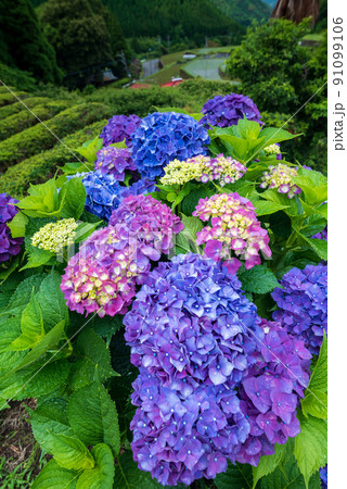 雨降る梅雨の時期にアジサイの花咲く棚田の風景 雨降る梅雨の時期にアジサイの花咲く棚田の風景 91099106