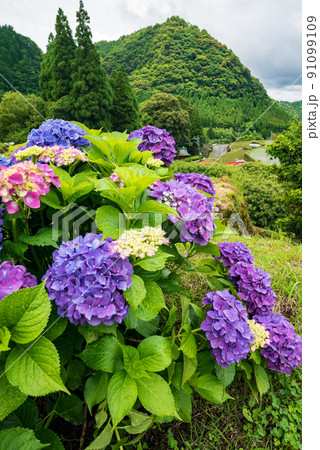 雨降る梅雨の時期にアジサイの花咲く棚田の風景 雨降る梅雨の時期にアジサイの花咲く棚田の風景 91099109