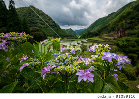 雨降る梅雨の時期にアジサイの花咲く棚田の風景 91099110